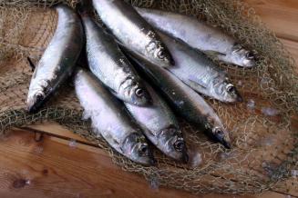 Российские рыбаки добыли более 4,2 млн т водных биоресурсов
