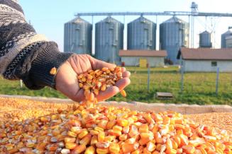 Правительство России расширит поддержку экспорта сельхозпродукции