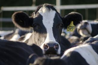FAS USDA: Китай в 2021 году произведет 34,5 млн т молока