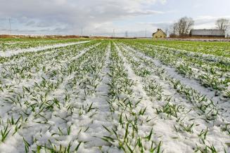 Самарские аграрии увеличили площадь посева озимых культур