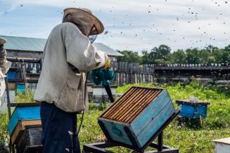 60% пчелосемей зарегистрированы в реестре, созданном Минсельхозом