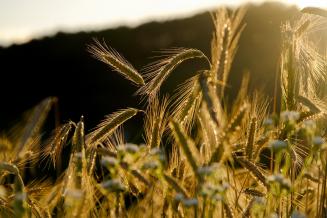 Производство сельхозпродукции в Омской области в стоимостном выражении превысило уровень 2019 года на 2,5%