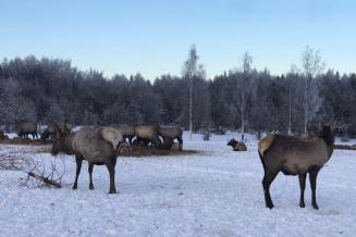 Костромской мараловодческий комплекс готов удивить туристов пантовыми ваннами и карамелью с пантами