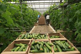 В I полугодии в Чувашии производство сельхозпродукции выросло на 4%