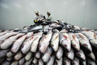 За 6 месяцев Приморье экспортировало рыбу и морепродукты на 630,2 млн долл. США