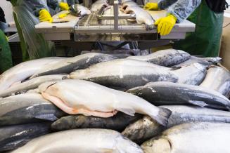 Вьетнам может стать одним из ведущих мировых центров переработки продукции морского промысла