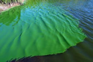 Самарские ученые разработали технологию по очистке водоемов от синезеленых водорослей