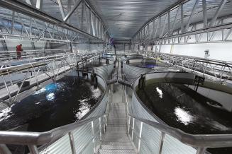 В 2021 году производство аквакульуры в России может вырасти на 15% — Росрыболовство