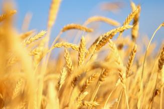 USDA повысил прогноз мирового производства пшеницы 