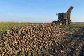 Воронежская область на&nbsp;втором месте в&nbsp;России по&nbsp;сбору сахарной свеклы 