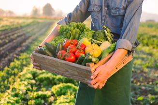 Аграрии смогут продавать сельхозпродукцию на своих участках