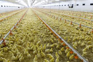Кировские сельхозорганизации нарастили производство продукции животноводства