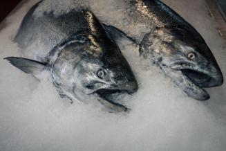 Оптовые цены на&nbsp;мороженую рыбу в&nbsp;России продолжают снижаться