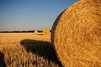 В&nbsp;Пермском крае план заготовки кормов выполнен на&nbsp;42,1%