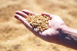 Эксперты USDA повысили прогноз мирового урожая сои в 2022/23 МГ