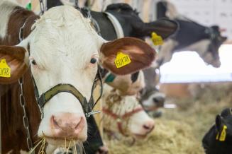 В&nbsp;Ростовской области наращивают производство молока и&nbsp;молочной продукции
