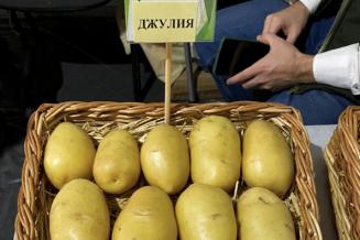 В рамках ФНТП появился новый сорт картофеля «джулия»  