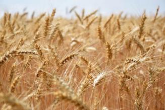 Продажи российской пшеницы выросли до&nbsp;рекордных значений