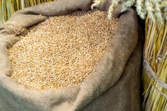 Экспорт зерновой продукции из России в 2022 году вырос на 15%