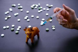 Россия достигла самообеспеченности вакцинами от&nbsp;опасных болезней животных — Минсельхоз