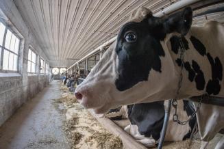 В Тверской области средняя продуктивность коров увеличилась до&nbsp;5&nbsp;759&nbsp;кг 