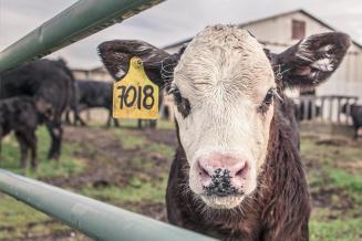 В сельхозорганизациях Красноярского края растет производство продукции животноводства