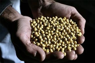 Под соусом: почему аграрии наращивают производство сои вместо пшеницы и подсолнечника