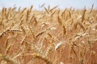 Производство сельхозпродукции в России в 2020 году выросло на 5,3%