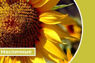 Дайджест «Масличные»: в&nbsp;январе&nbsp;— сентябре экспорт рапсового масла из&nbsp;России увеличился более чем в&nbsp;два раза