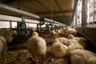 Производство птицы на&nbsp;убой в&nbsp;Кузбассе за&nbsp;год выросло на&nbsp;10,5%