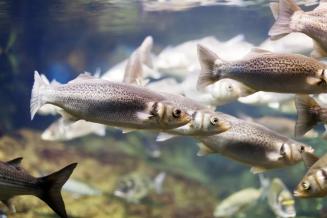 Производство продукции аквакультуры в РФ выросло на 6%