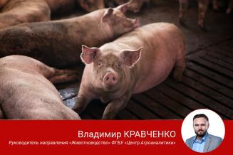 Российское свиноводство продолжает развиваться